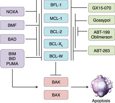 Killing Two Cells with One Stone: Pharmacologic BCL-2 Family Targeting for Cancer Cell Death and Immune Modulation